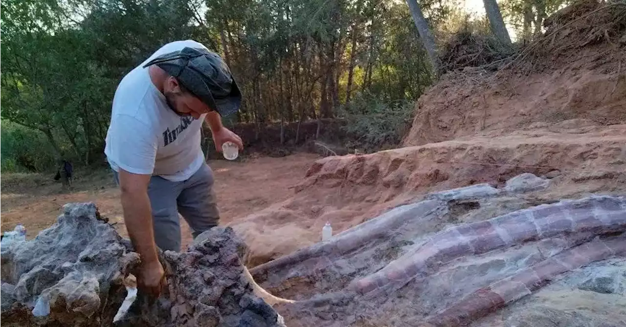 Remains of large dinosaur skeleton unearthed in Portugal