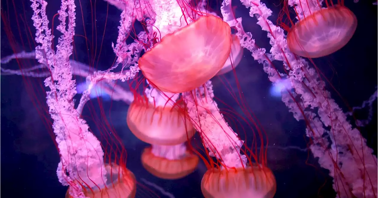 Scientists find clues to what makes 'immortal jellyfish' immortal