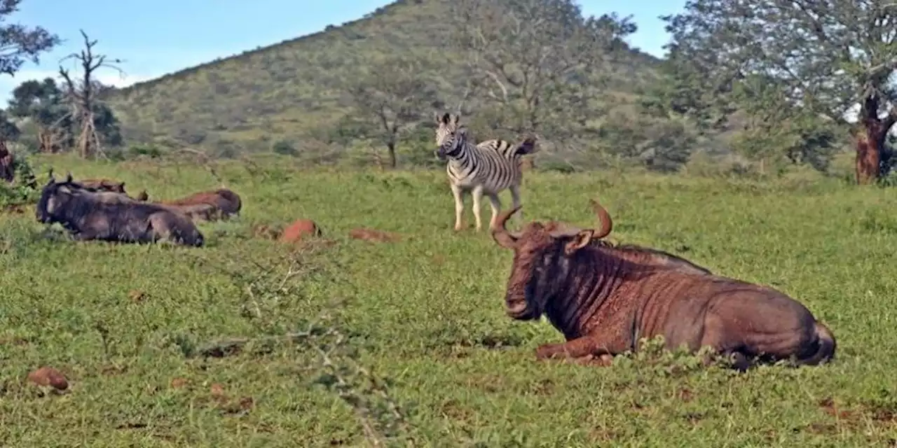 Communities near the Hluhluwe-iMfolozi Park to secure themselves with a fence following the escape of wild animals - SABC News - Breaking news, special reports, world, business, sport coverage of all South African current events. Africa's news leader.