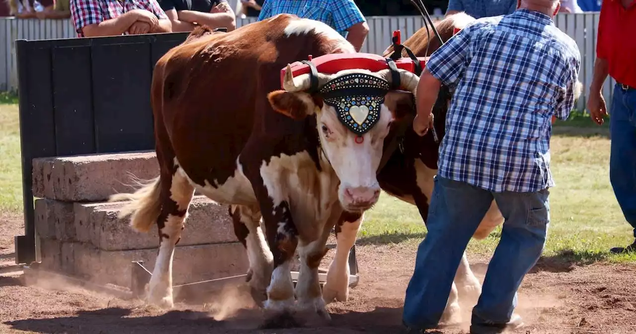 P.E.I.’s Dundas Plowing Match back in the saddle as fair marks 80th anniversary | SaltWire