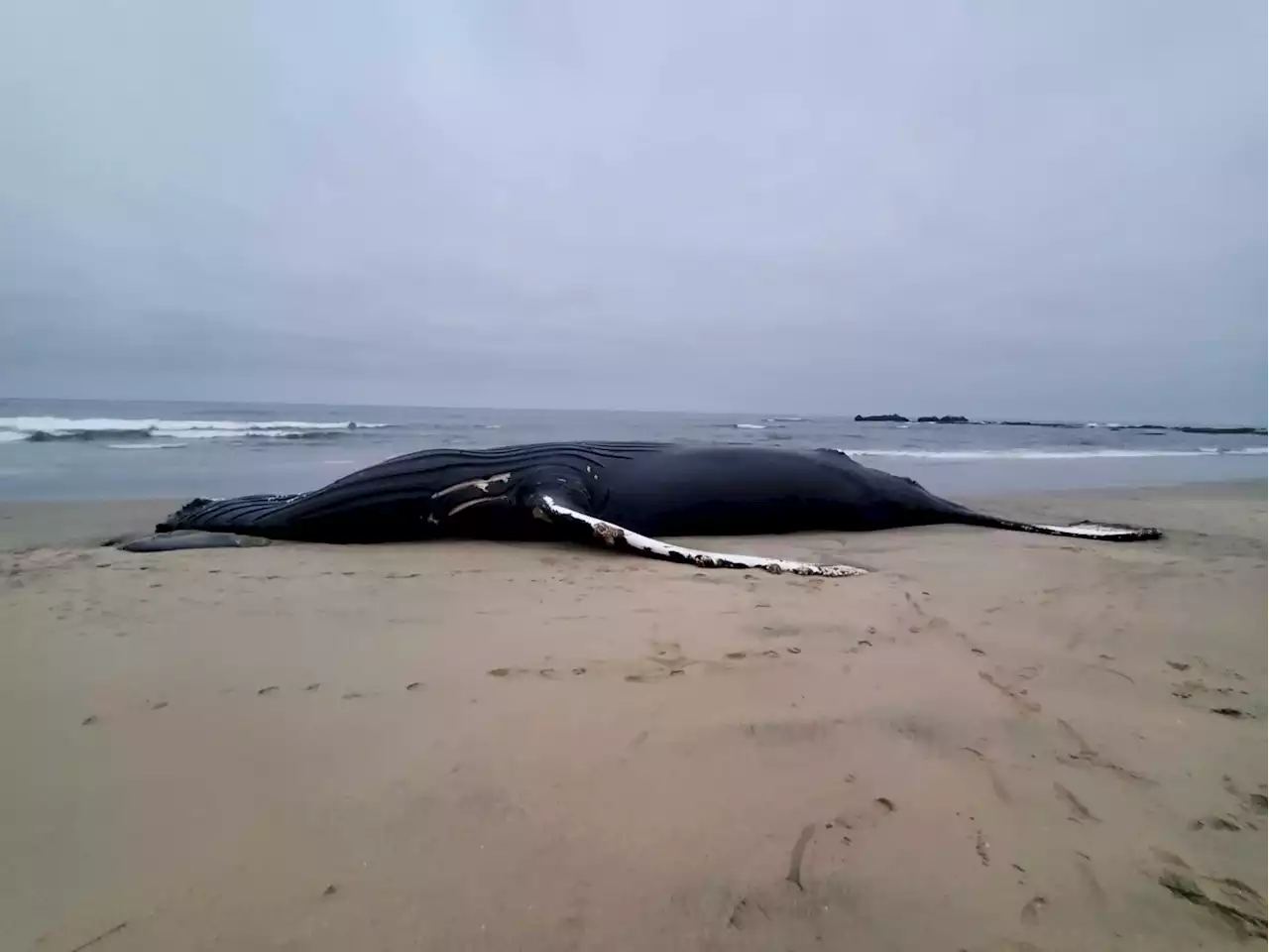 49-foot-long humpback whale washes up on SF Bay Area beach