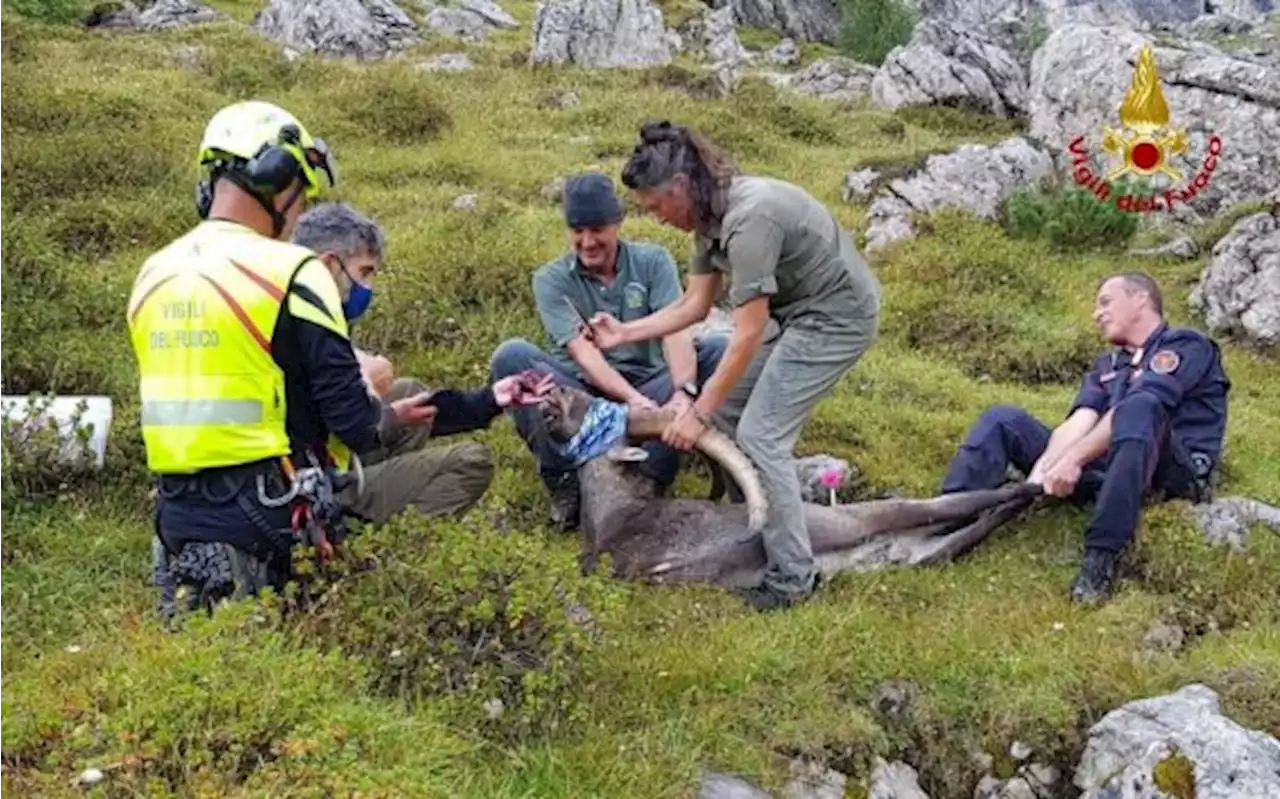 Trovato morto lo stambecco salvato dalla scatoletta di tonno