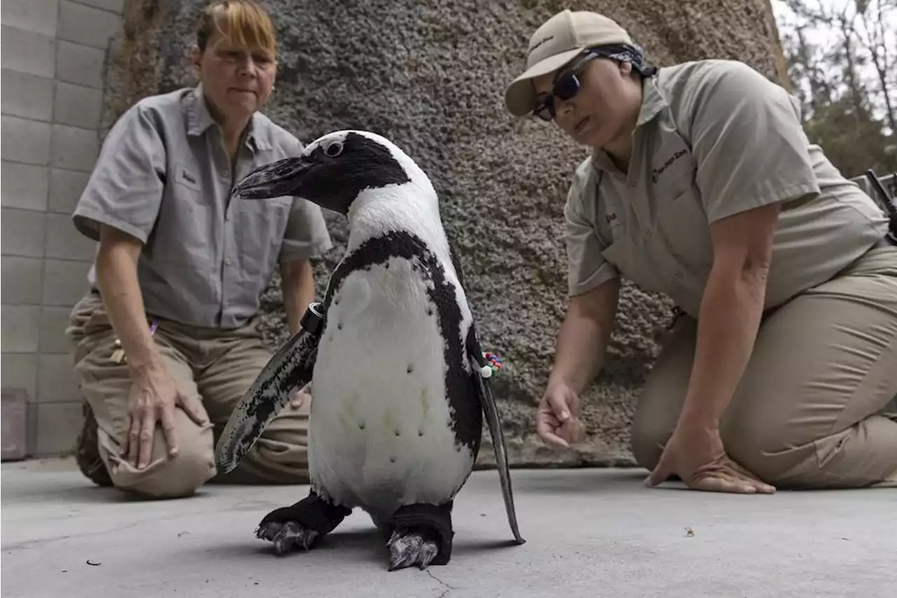 San Diego Zoo Penguin Fitted with Orthopedic Footwear