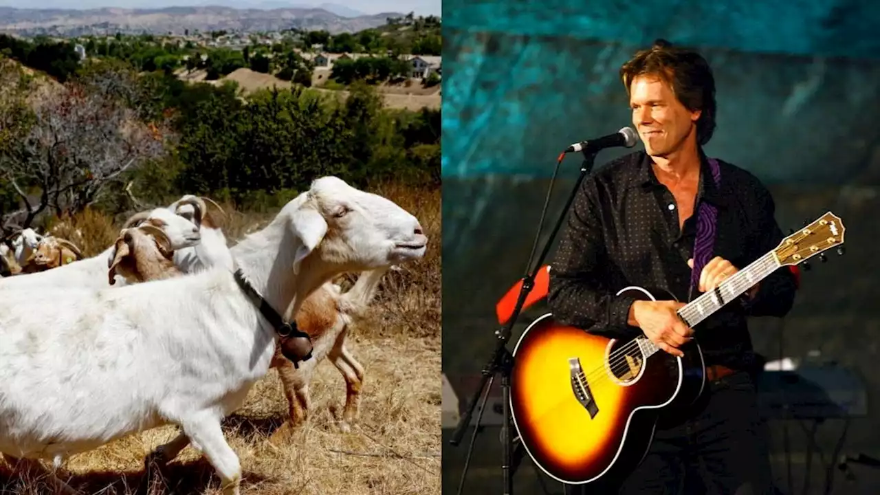 Kevin Bacon treats his goats to an acoustic Beyoncé cover