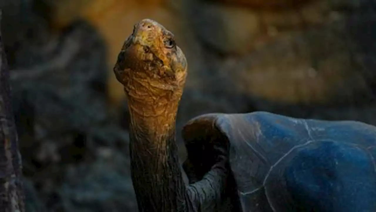 Ecuador investigates hunting, killing of four Galapagos giant tortoises