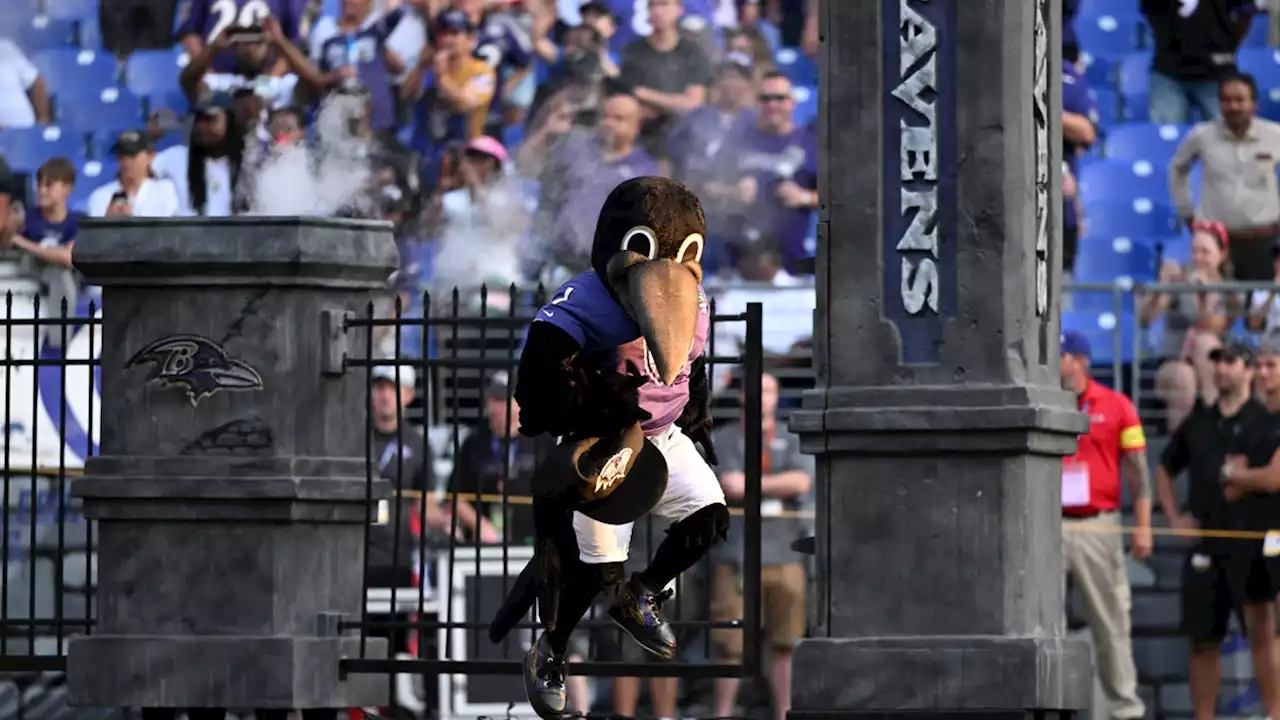 Ravens, John Harbaugh provide update on mascot Poe after halftime injury