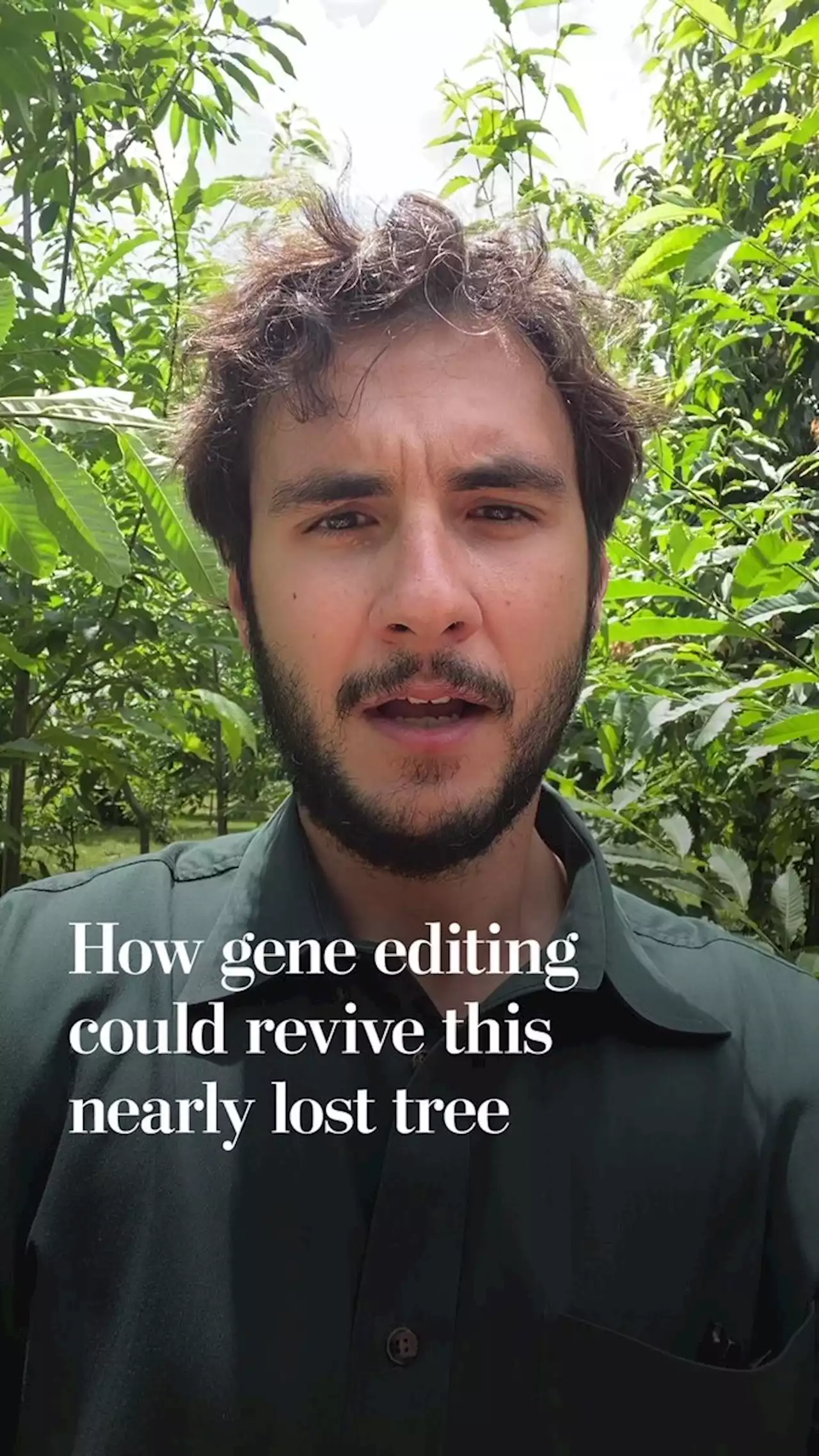 Gene editing could revive a nearly lost tree. Not everyone is on board.