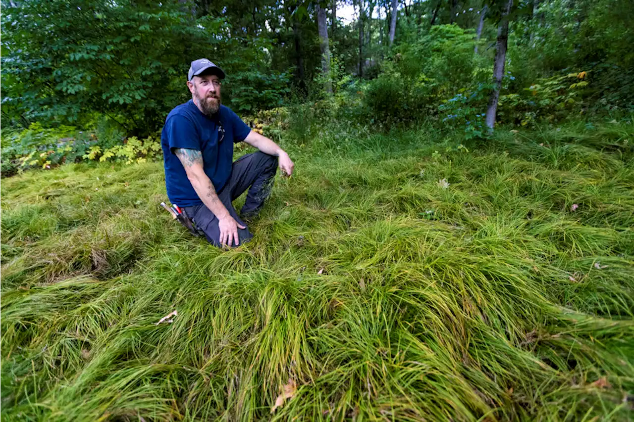 8 easy ways to make your lawn more eco-friendly