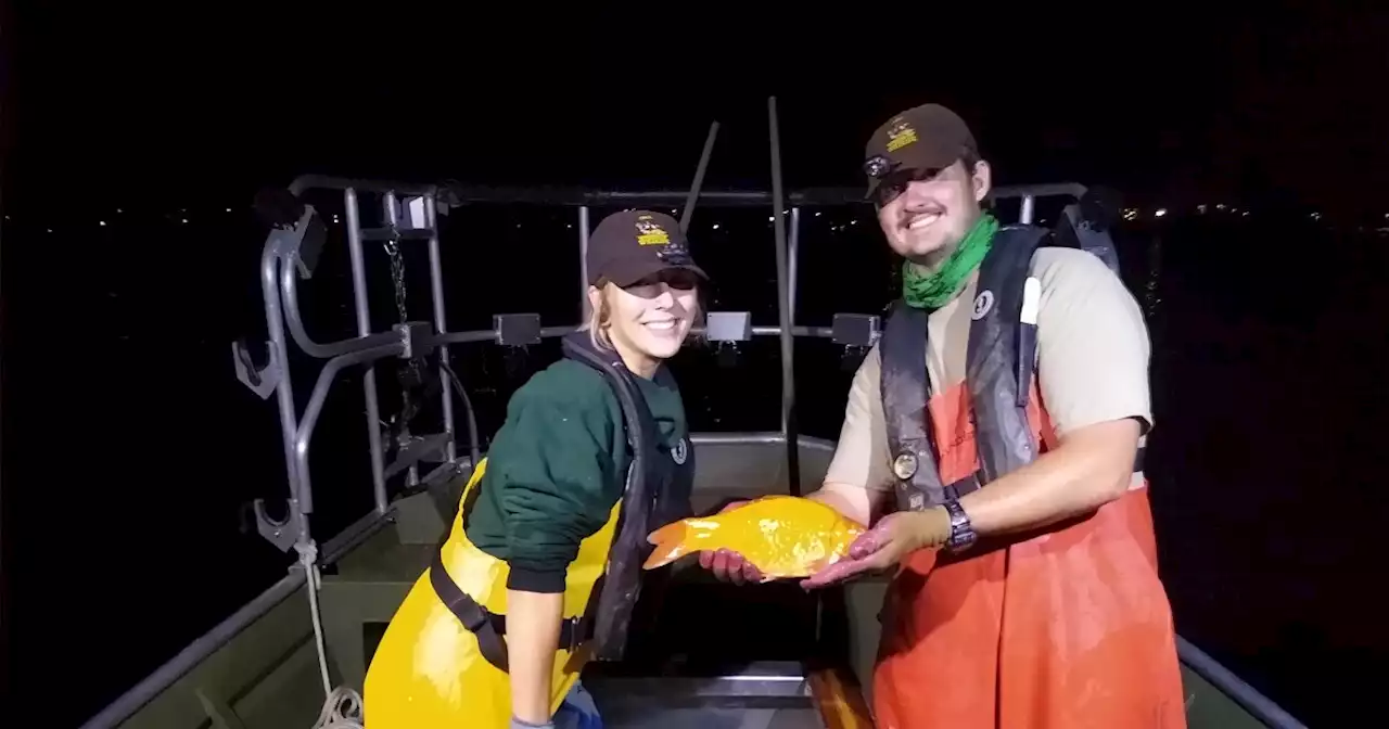 ODNR reminds Ohioans not to release aquarium fish into lake after finding huge goldfish