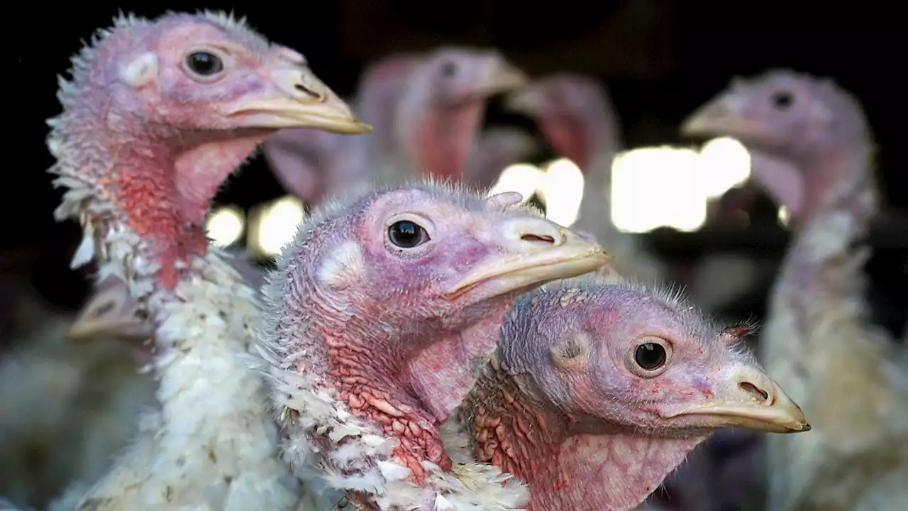 Deadly bird flu returns to Midwest earlier than expected after detected in a commercial turkey flock