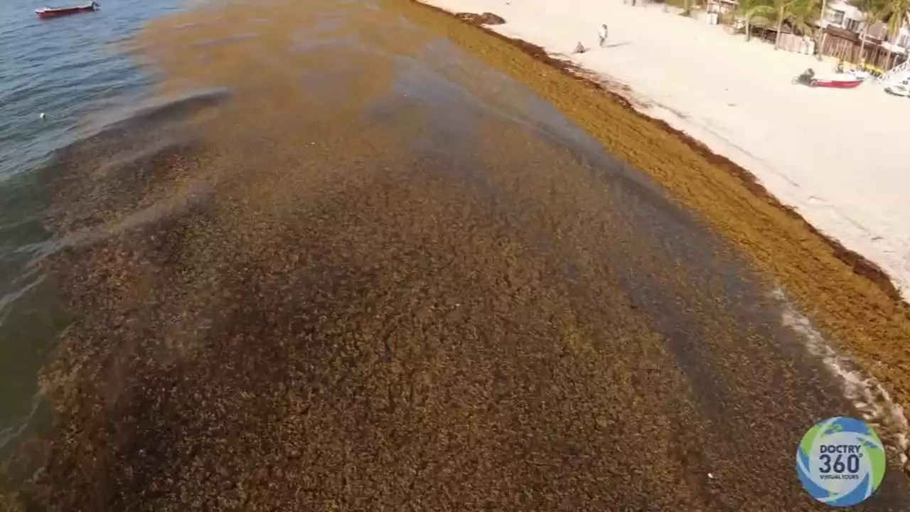 Seaweed problem in Caribbean: Beaches face unprecedented overgrowth due to climate change, pollution