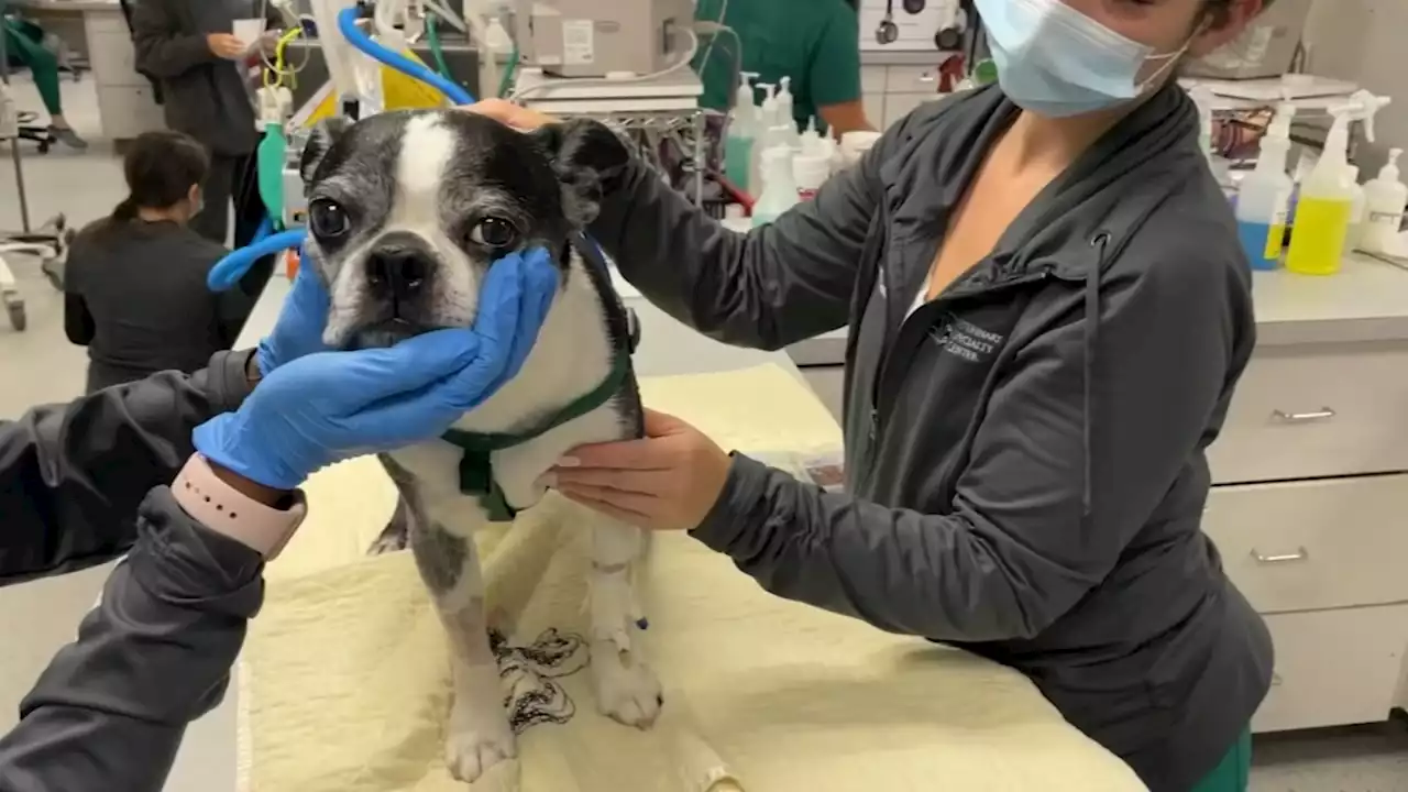 'We need to do better': Black veterinarians in Chicago, suburbs push for more diversity in field