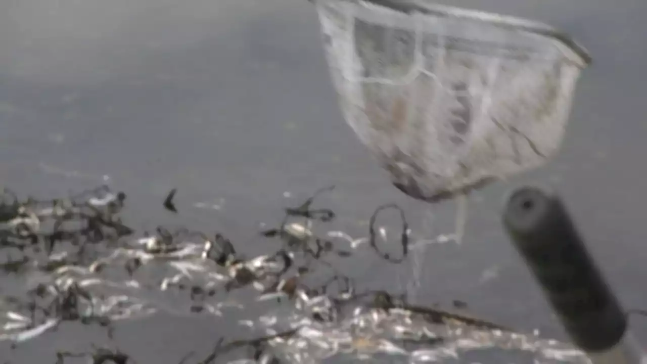 Oakland crews begin to clean up thousands of dead fish from Lake Merritt: Here's why it's happening