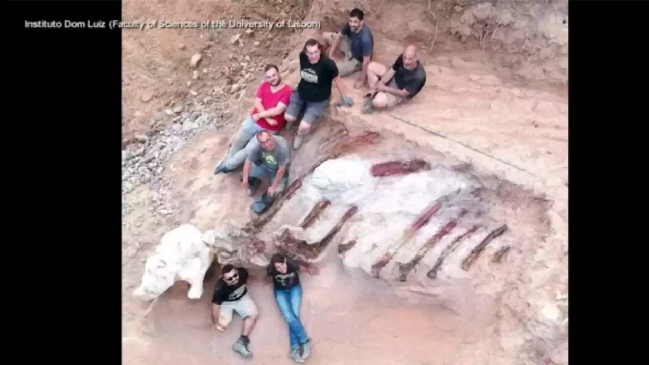 One of the largest dinosaur skeletons discovered in Portugal