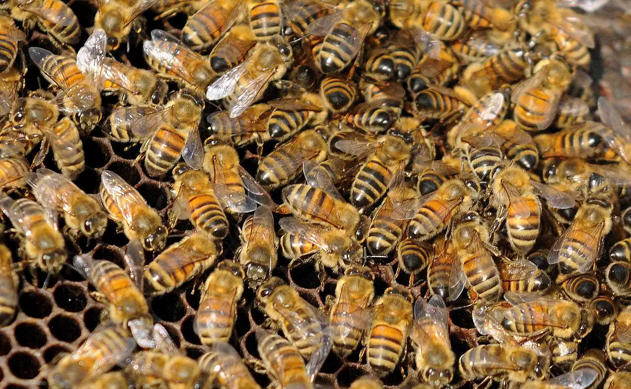 Honey bee colonies buzzing in Alabama as state sees 7th largest increase