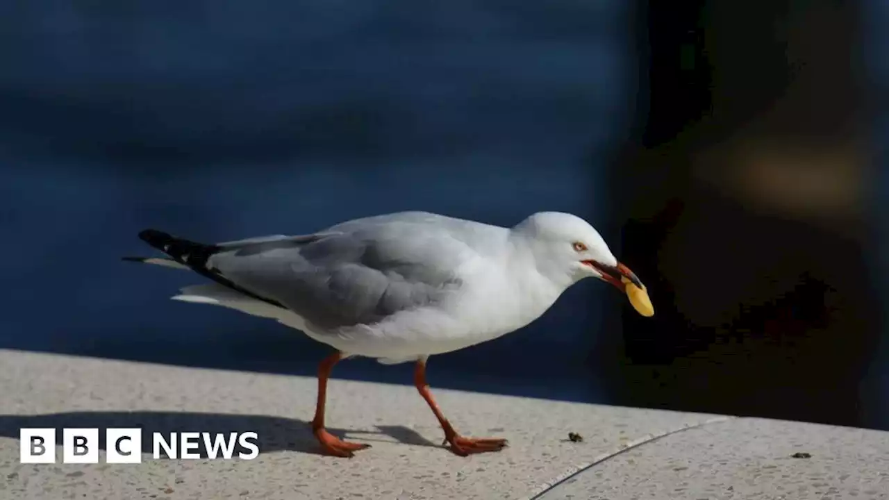 Scarborough: Arrest after seagull killed on pavement