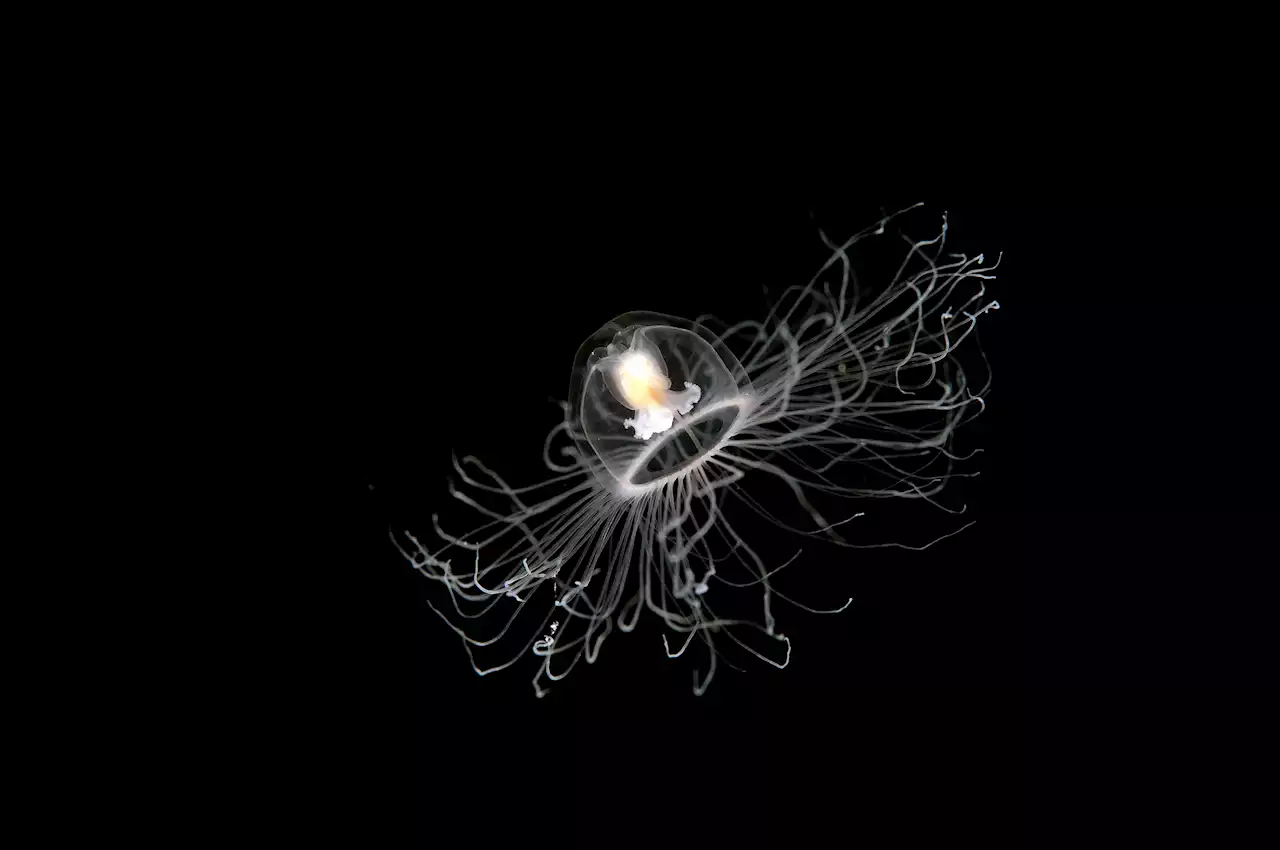 Scientists may have figured out how the immortal jellyfish lives forever