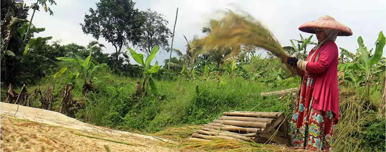 Gembar-gembor Swasembada Beras, Indonesia Aman dari Krisis Pangan?