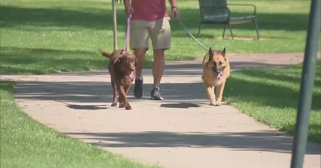 Here's how to keep your pets safe during a heat wave