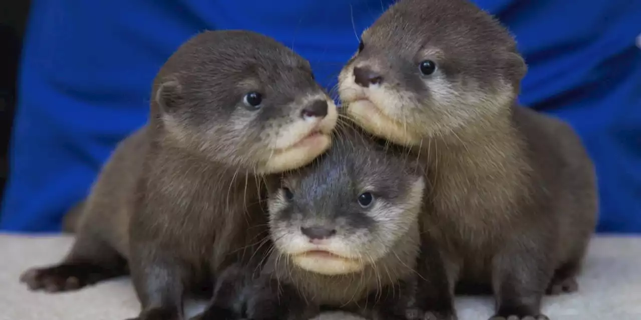 N.C. Aquarium at Fort Fisher announces winning names for their otter pups