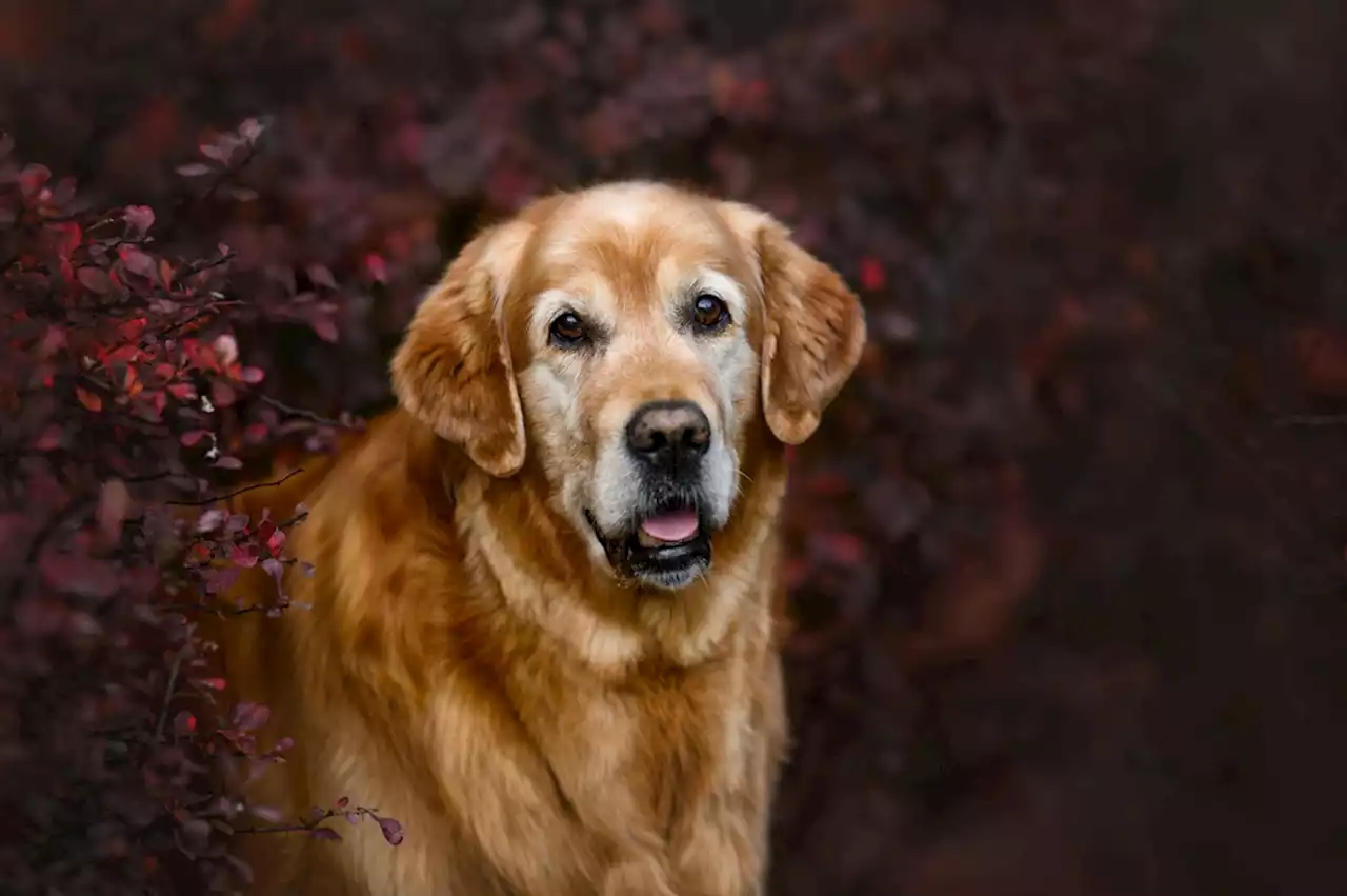 Risk Of Dementia In Dogs Increases With Age