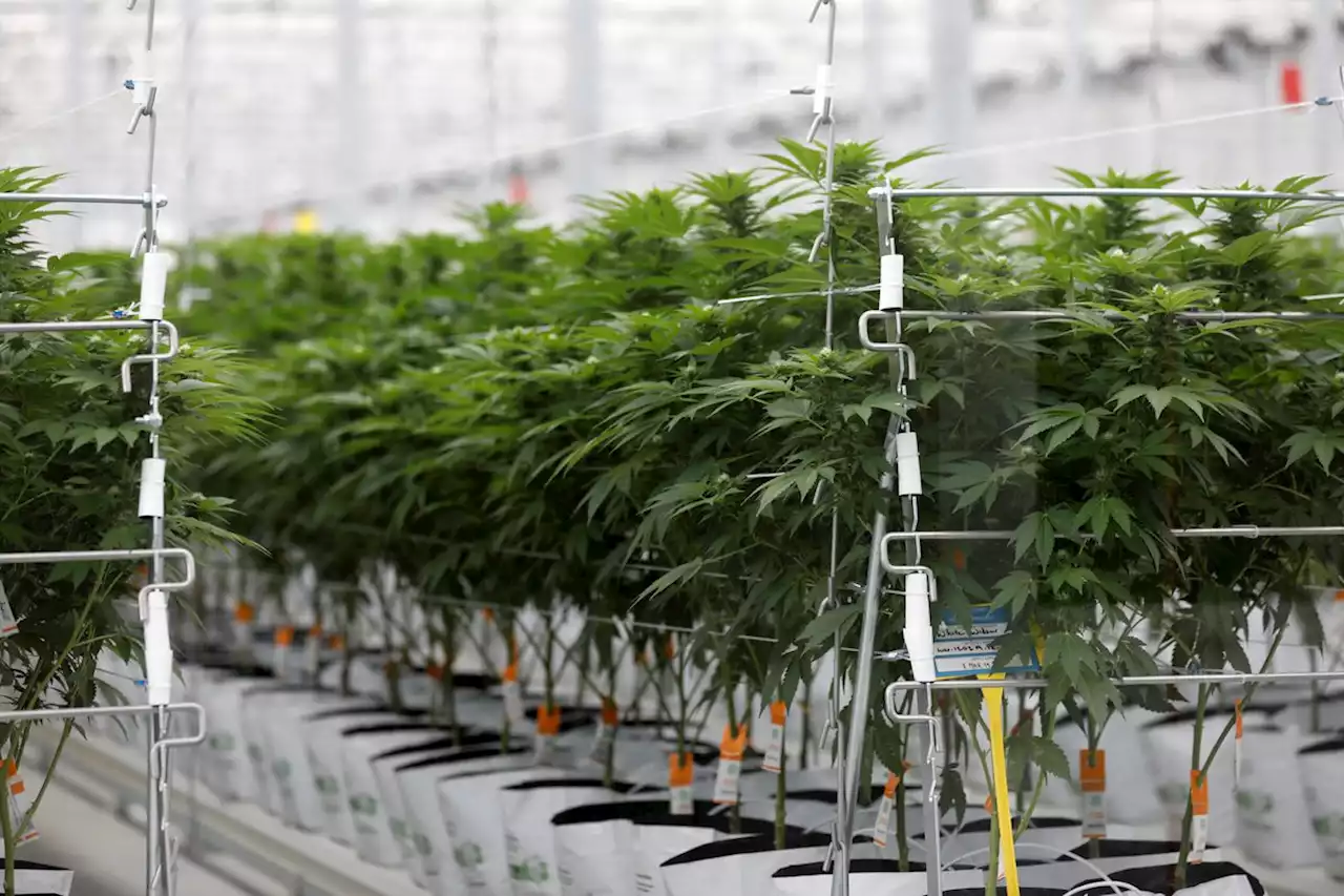Cannabis producer Tilray lays off at least 22 migrant farm workers