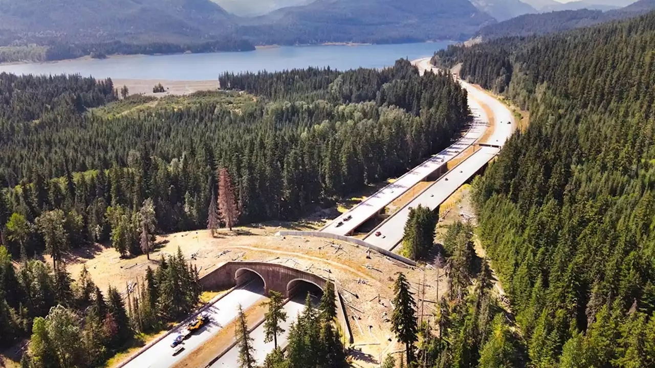 Wildlife crossings don’t just save lives, they save money too