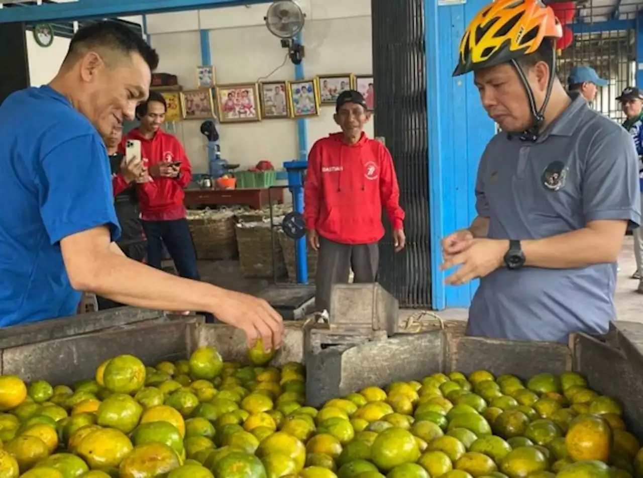 Bujangseta Bikin Panen Jeruk Stabil Sepanjang Tahun