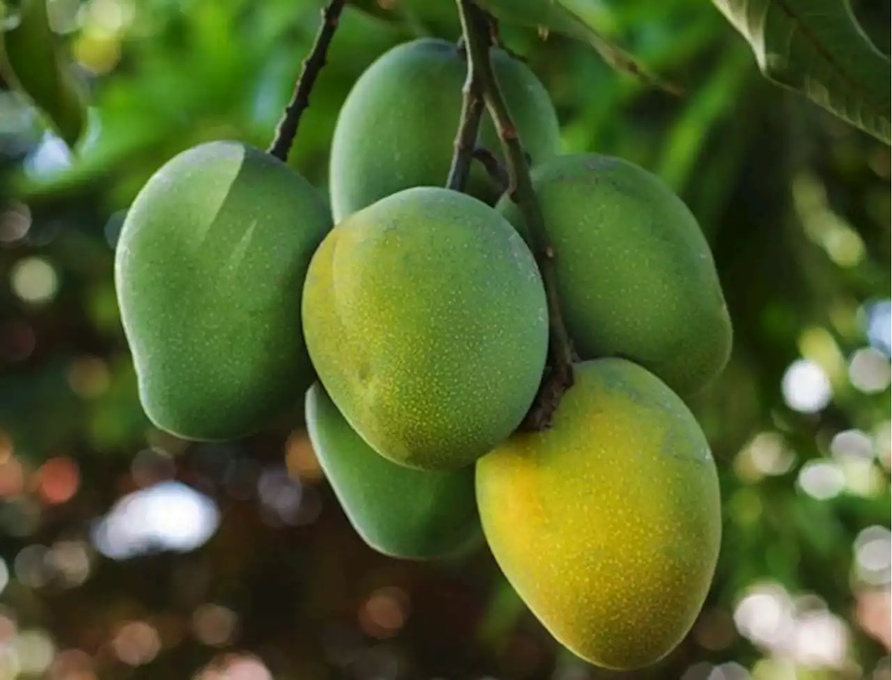 Mangga Food Estate Diyakini Mampu Bersaing di Pasar Timteng dan Eropa