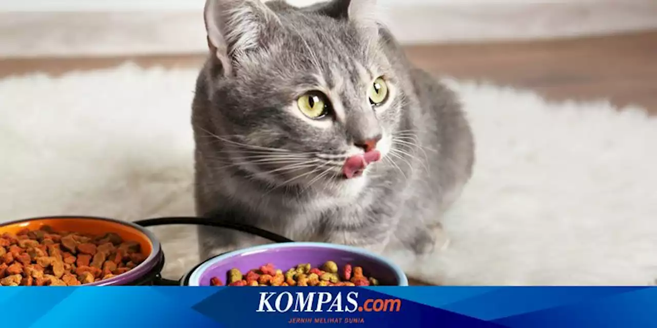 5 Penyebab Kucing Selalu Lapar dan Minta Makan