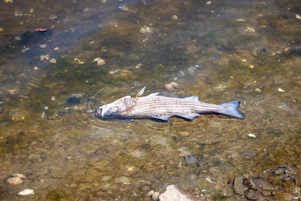 Dead Fish in San Francisco Bay Area Blamed on Toxic Red Tide