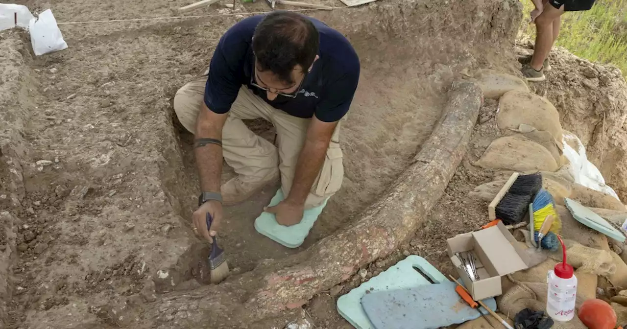 Ancient elephant's tusk discovered in southern Israel