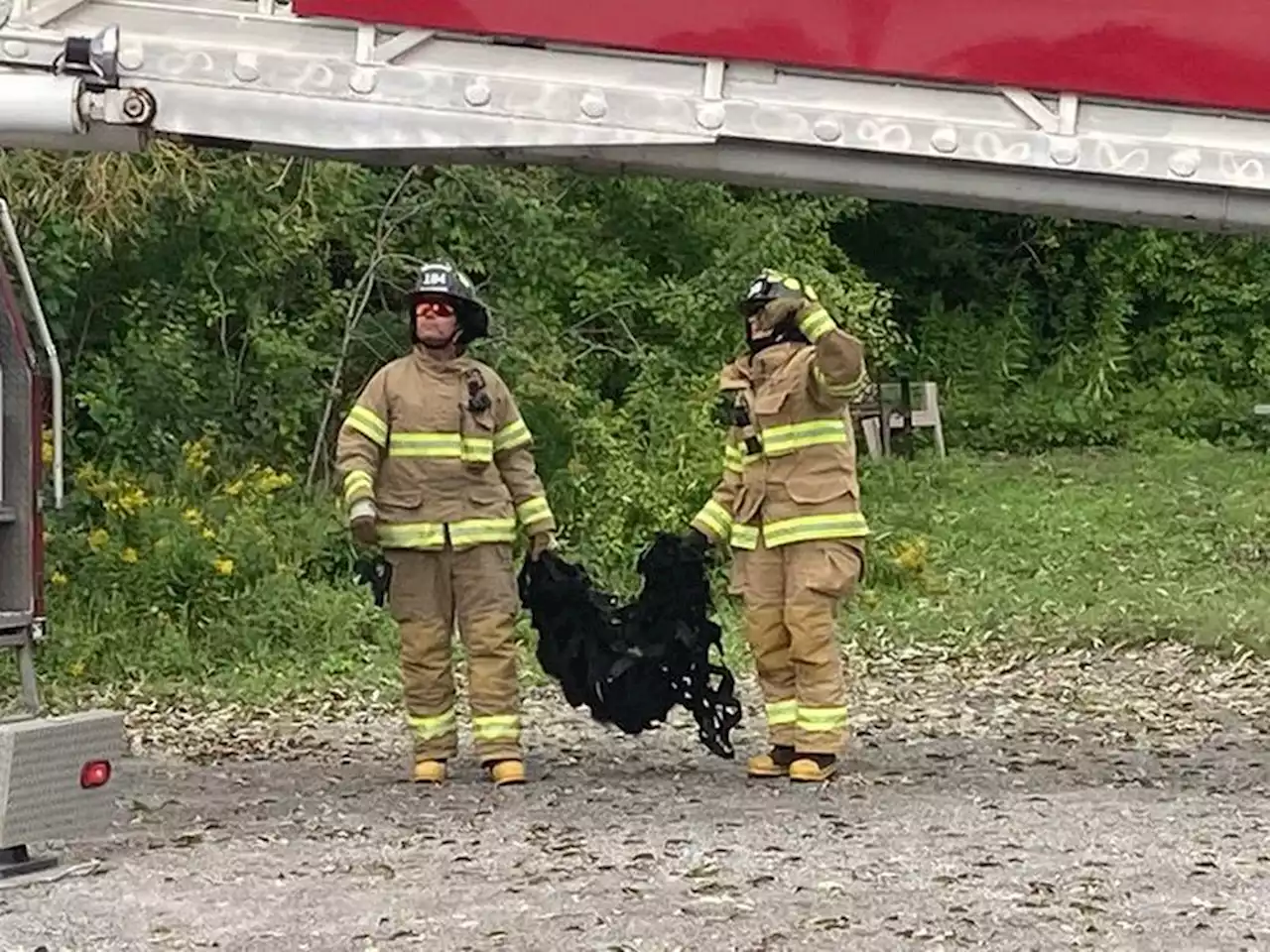 Mother bear, cubs successfully rescued, relocated from Chelsea; stuck skunk freed in Ottawa