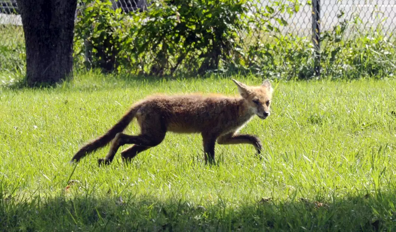 N.J. state park closes for 2nd day to search for possibly rabid fox