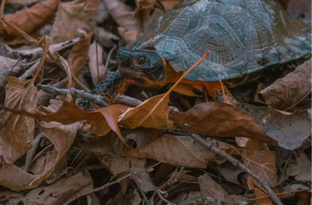 How experts are trying to save wood turtles in the D.C. region