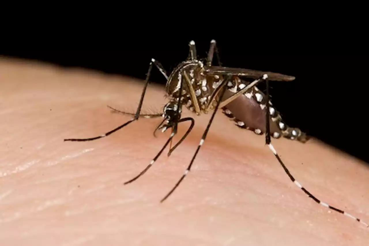 Mosquitoes with West Nile virus found in Picton