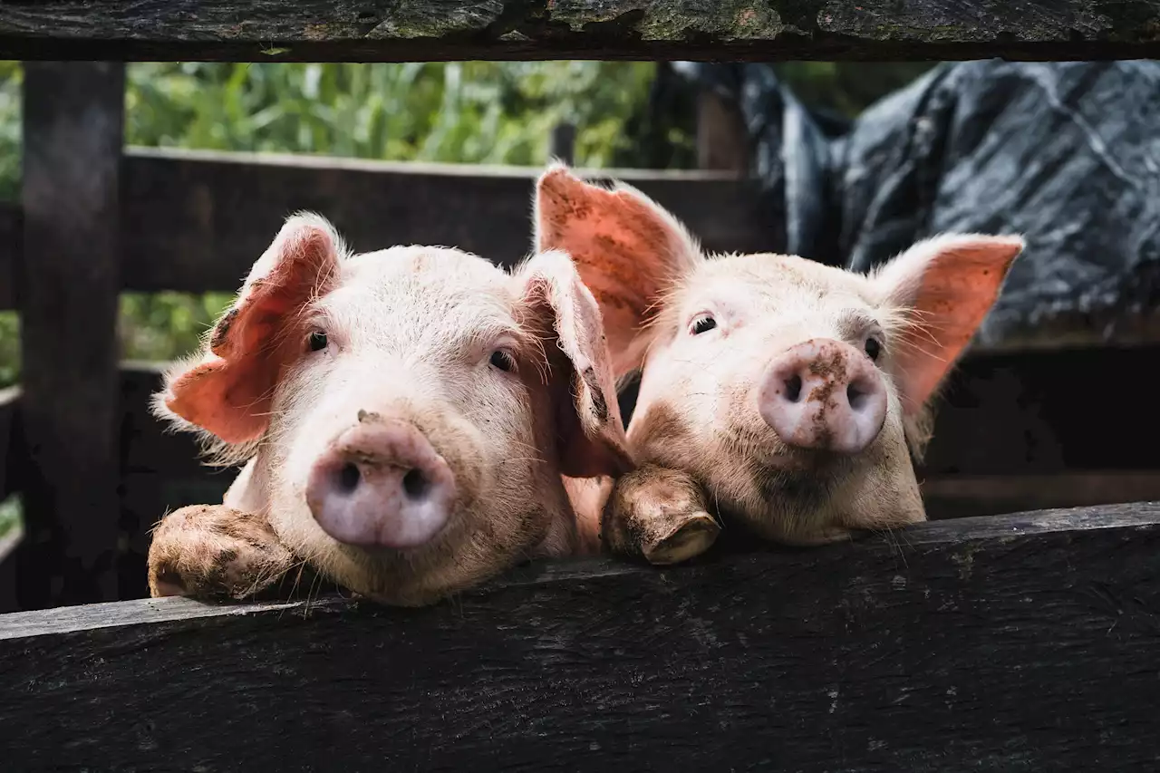 Pig Organs Could Save Thousands of Lives. There’s One Big Catch.