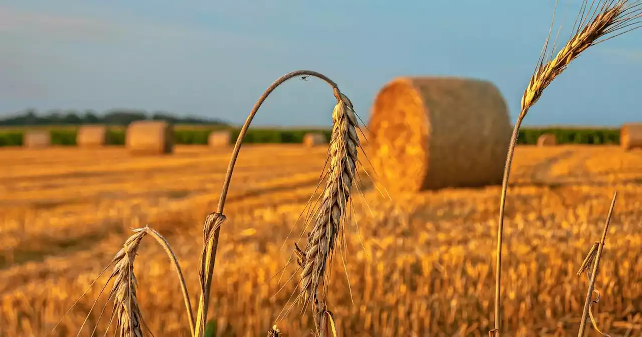 Wegen Dürre im Landkreis St. Wendel: Landwirte beklagen Einbußen bei der Ernte – auch Kartoffeln und Hafer betroffen