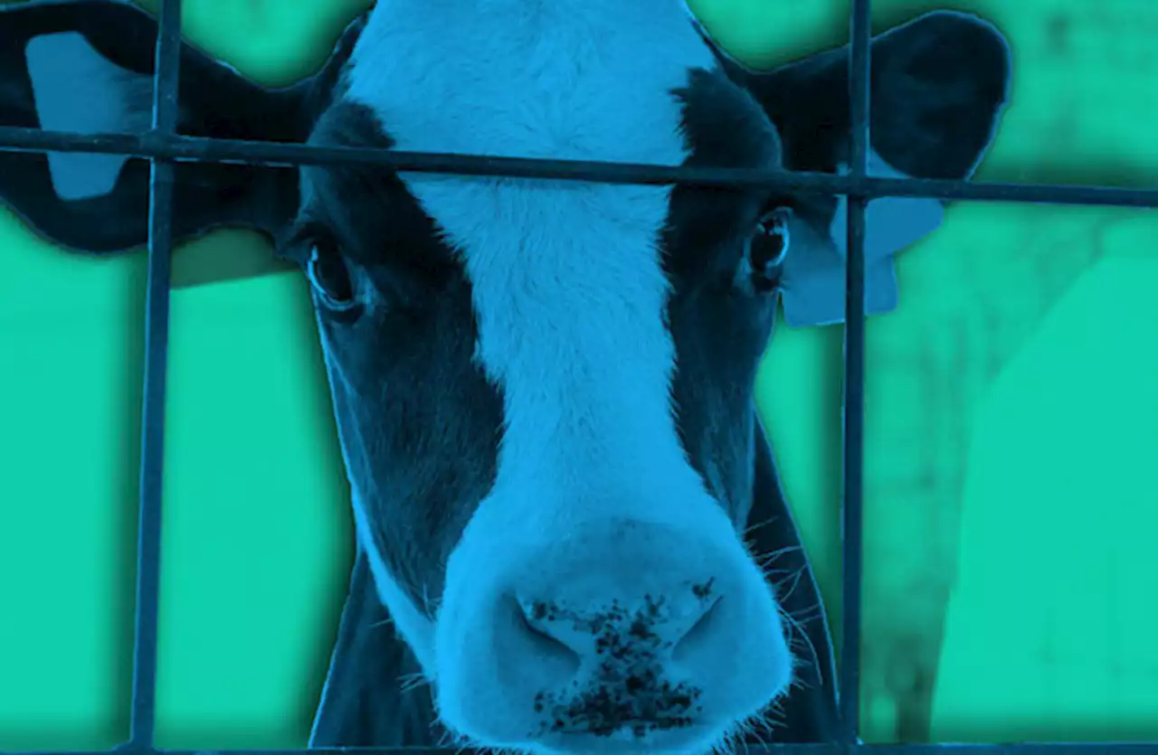 'Export loophole’: Irish cattle shipped from Spain on ‘substandard’ vessels
