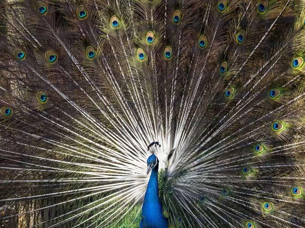 Pete the peacock remains on the lam about two months after escape from N.B. garden