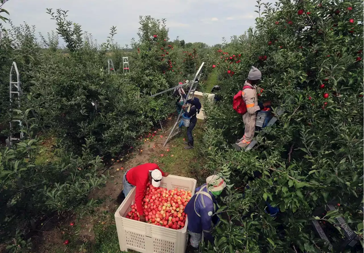 Allegations of abuse within Canada’s temporary foreign worker program