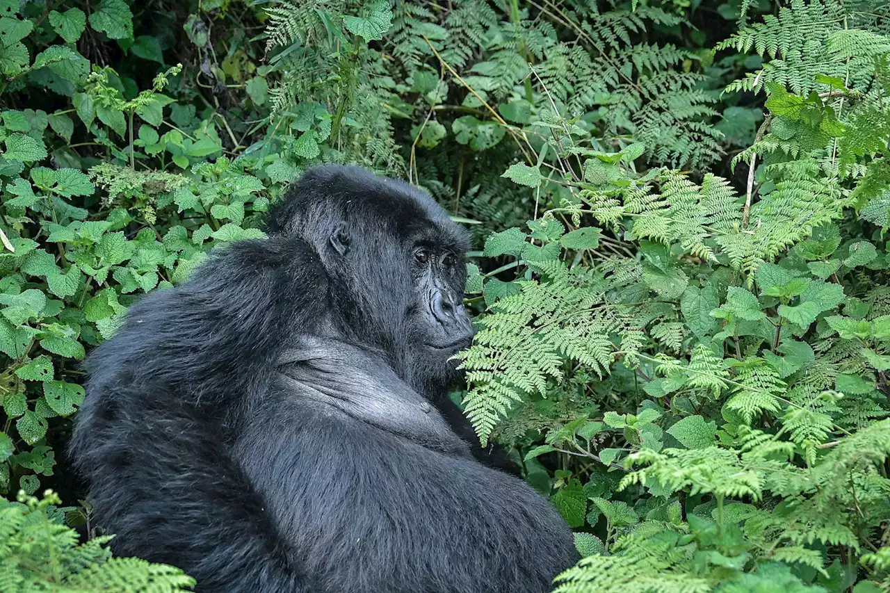 Gorillas are Rwanda’s main attraction. Dian Fossey would hate that.