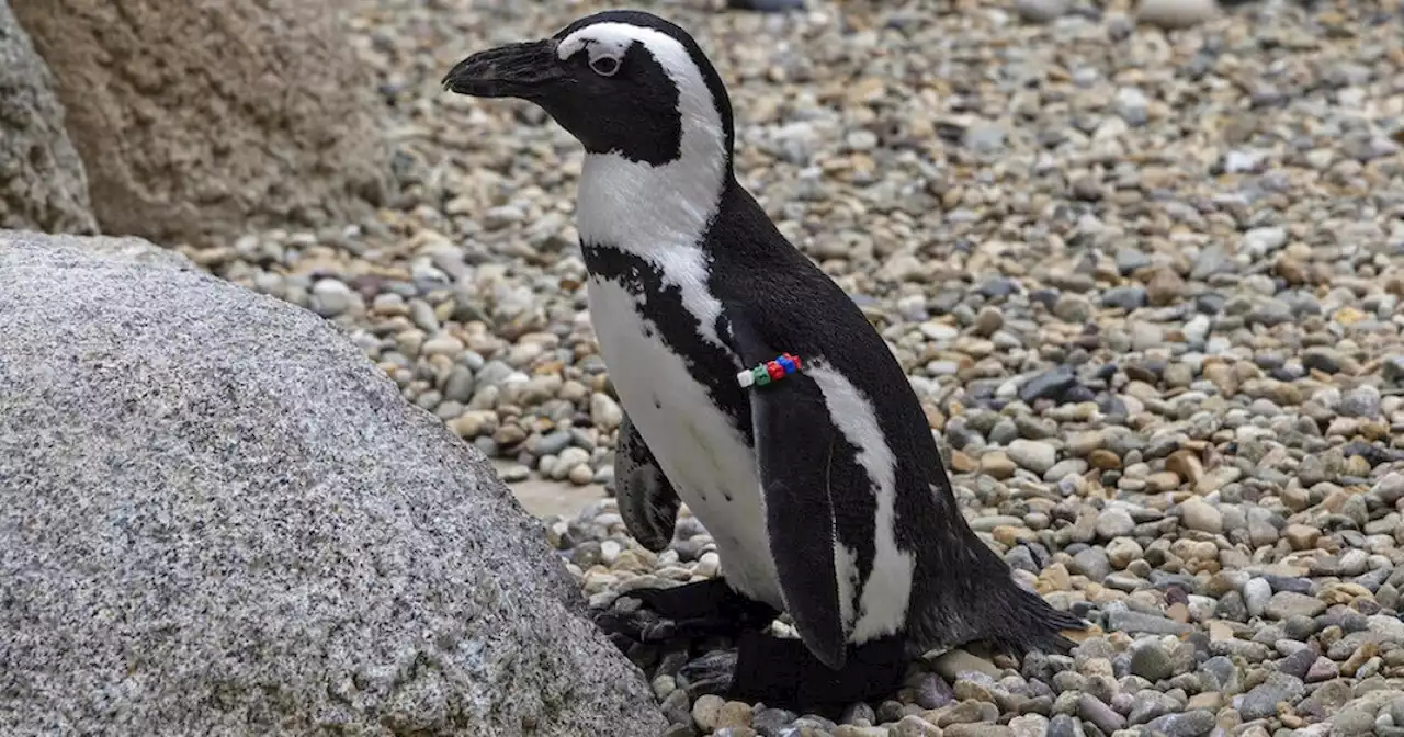 Penguin at San Diego Zoo fitted with custom orthopedic footwear