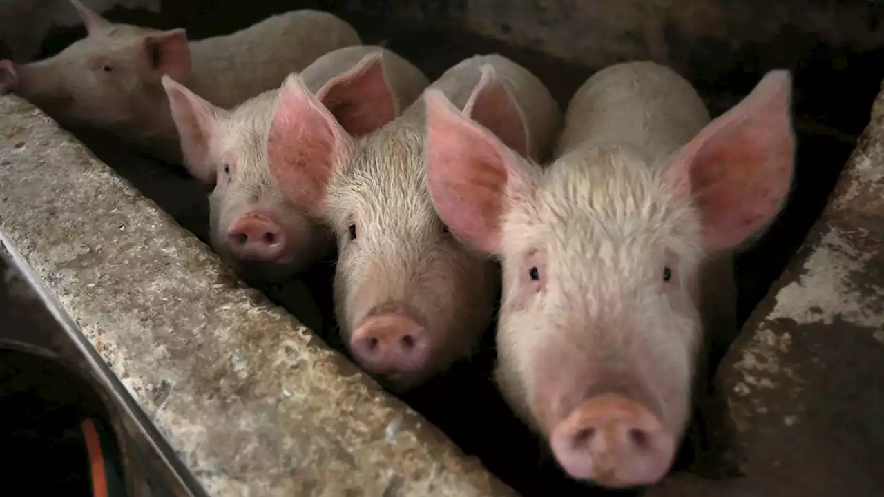 Researchers revive cells in pig organs hour after animal's death: What this could mean for humans