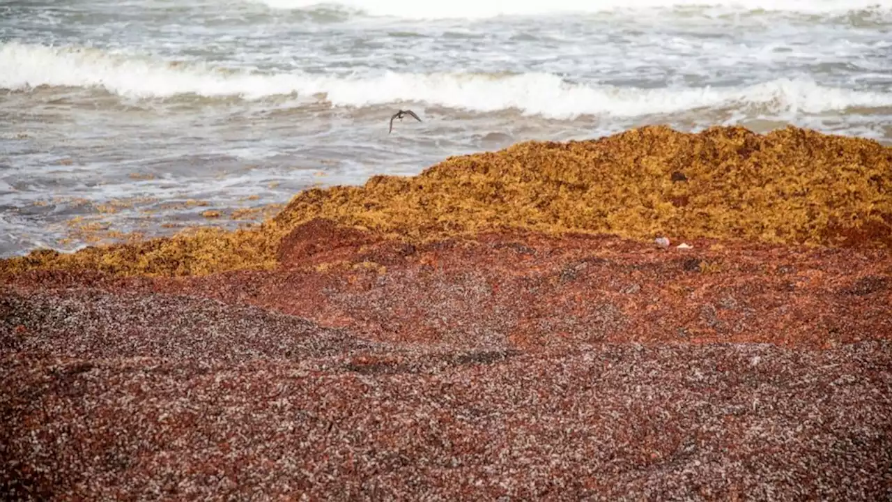 Record amount of seaweed is choking shores in the Caribbean