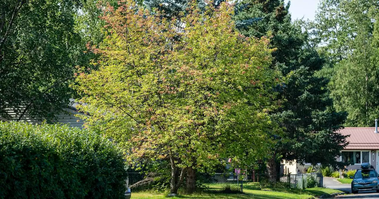 Invasive trees and varieties prone to infestation are on the way out. But what should they be replaced with?