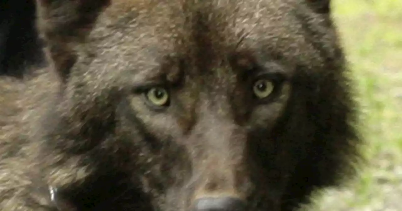 Windy the wolf dies at 16, marking the end of an era at Alaska Zoo