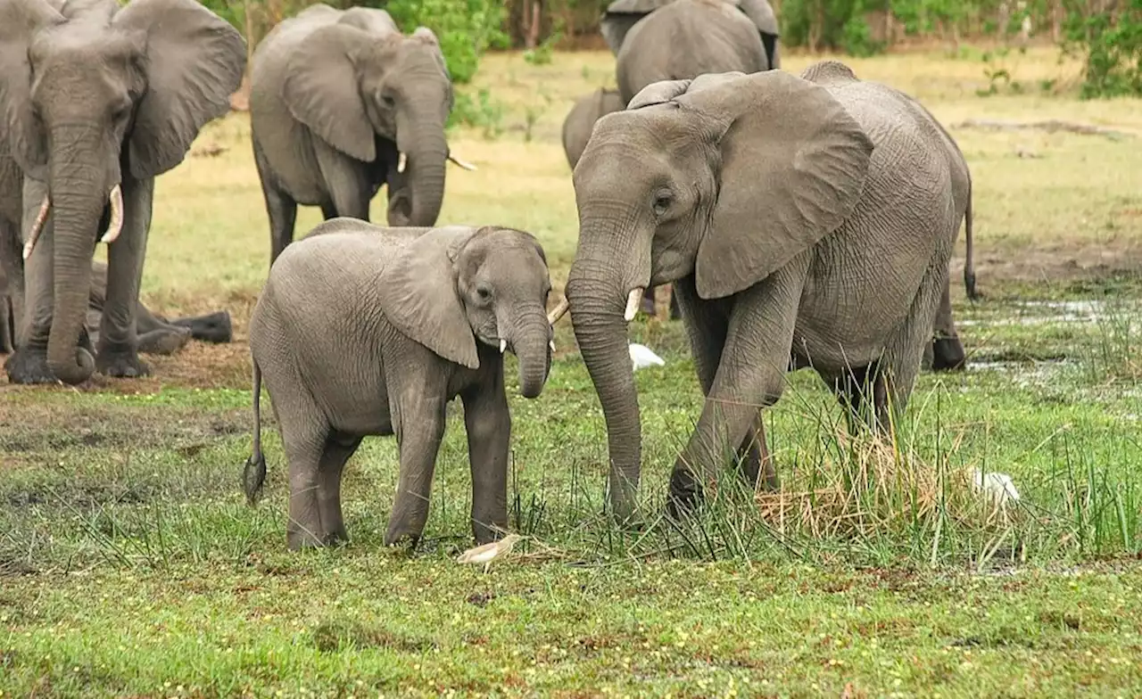 Cameroon: Traditional Rulers Visit Villages Attacked By Nigeria's Wildlife