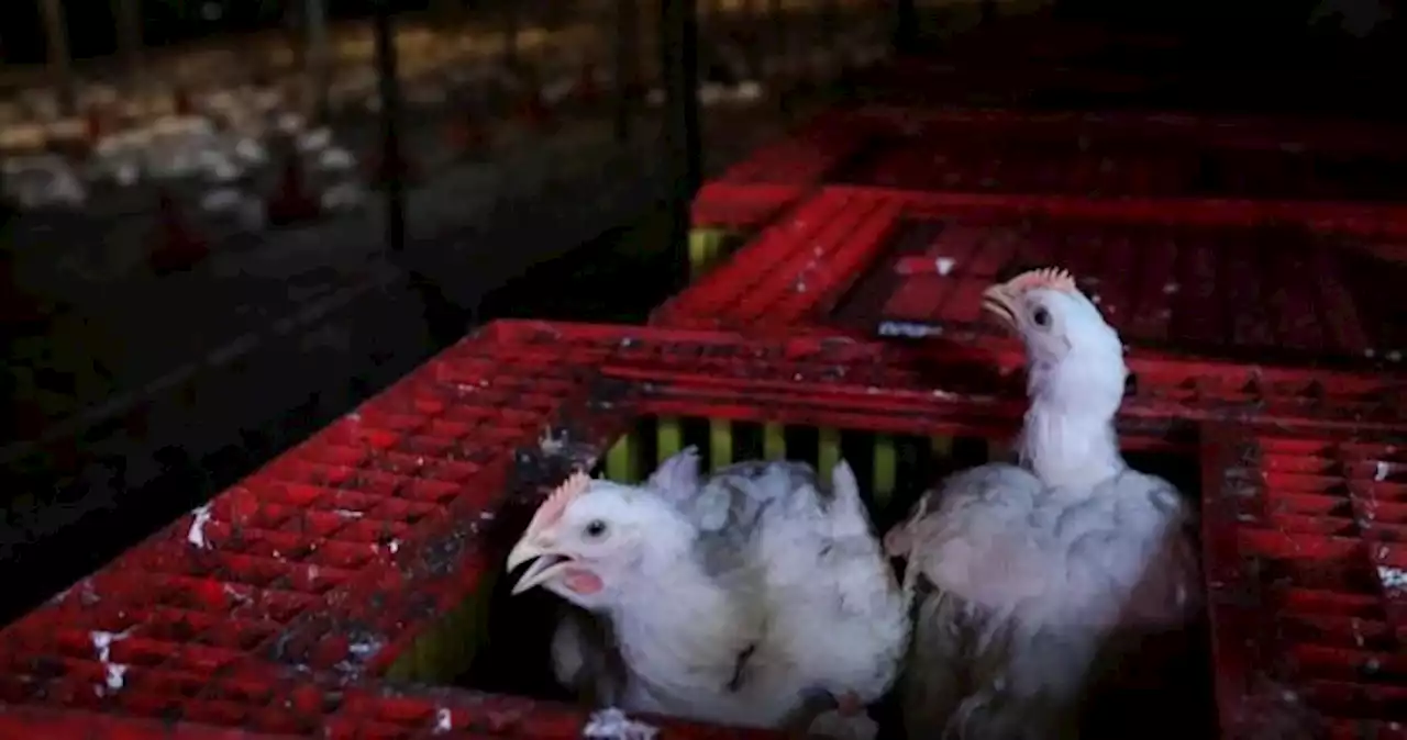 Malaysia to end subsidies for chicken farmers on Aug 31