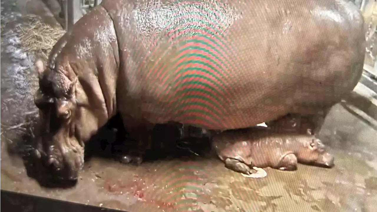 Cincinnati Zoo welcomes new baby hippo, sibling to Fiona